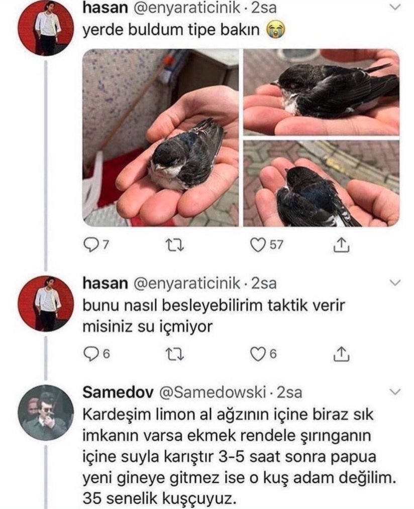 eskimeyen tivitler tweet media