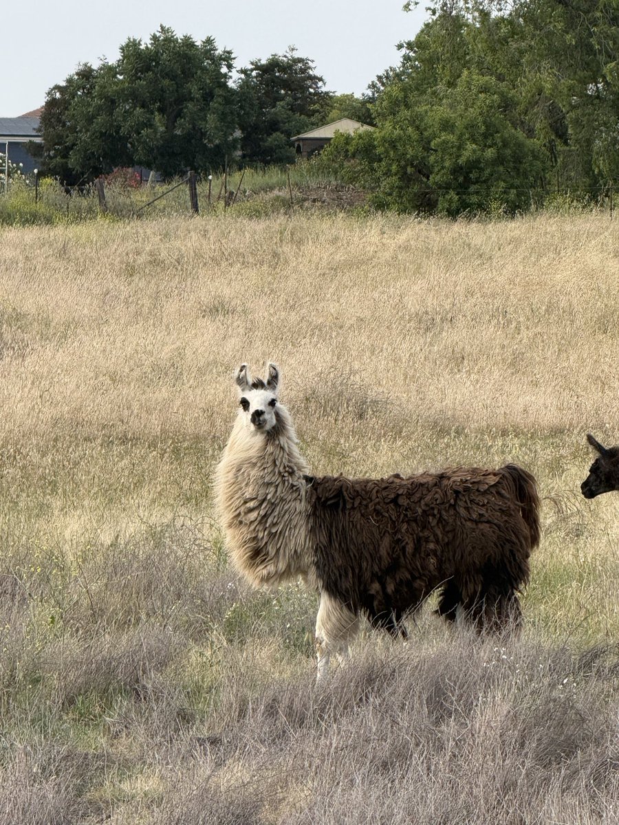 eric_dillie's tweet image. This alpaca better stop eyeballing me 😂 #alamedacounty #california