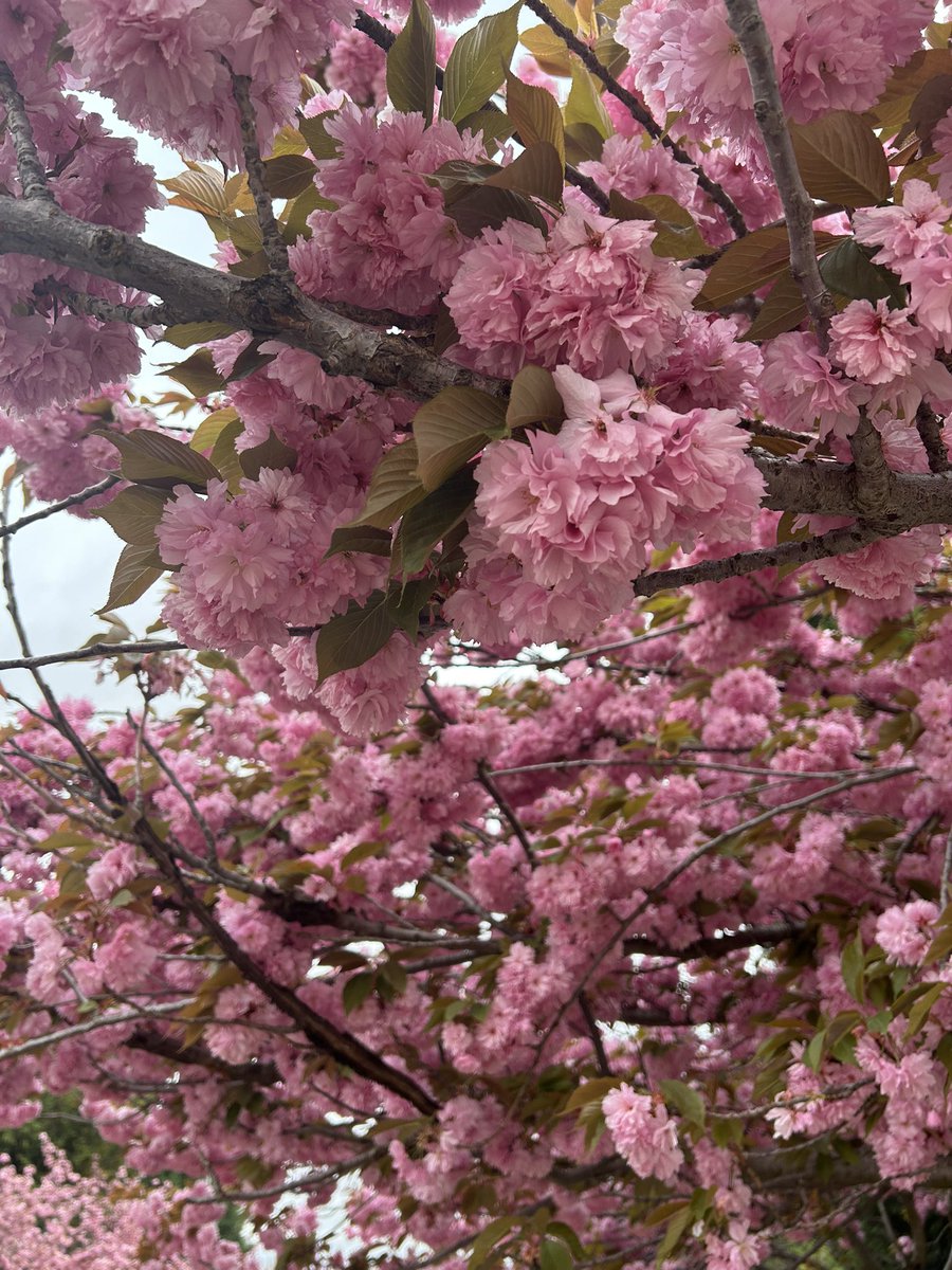 bitiksen's tweet photo. Baharı ve çiçekleri çoook seviyorum 🌸💖 https://t.co/xc4IbHrlaY