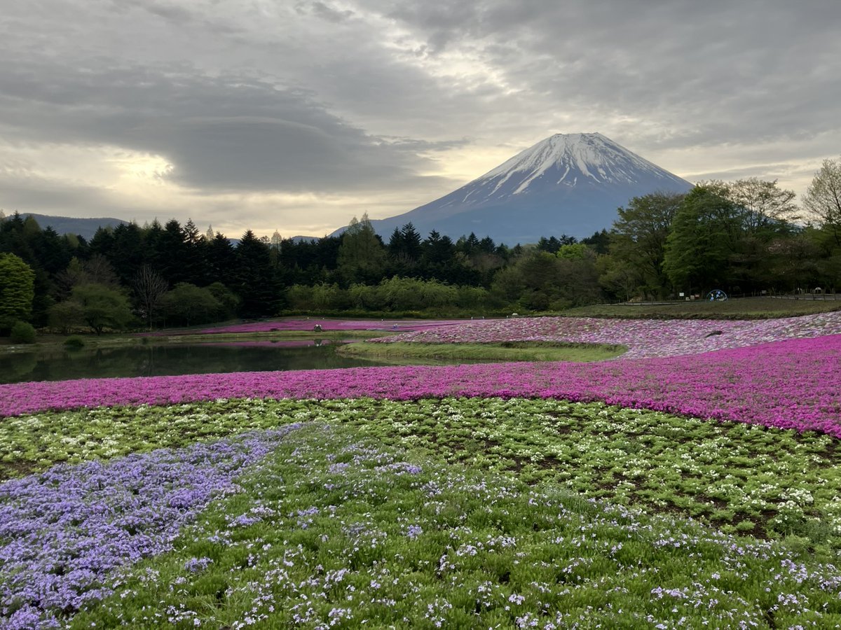 minobusanRW's tweet photo. おはようございます‼️
本日富士芝桜まつり会場は曇りですが富士山は綺麗に見えております🗻
日中雨が降る予報になっていませんので是非ご来店下さいませ😊
身延山ロープウェイも通常営業しております‼️
皆様のご来場を心よりお待ちしております🤗
#身延山ロープウェイ
#富士芝桜まつり
#amazingview https://t.co/Qf6DYg17UV