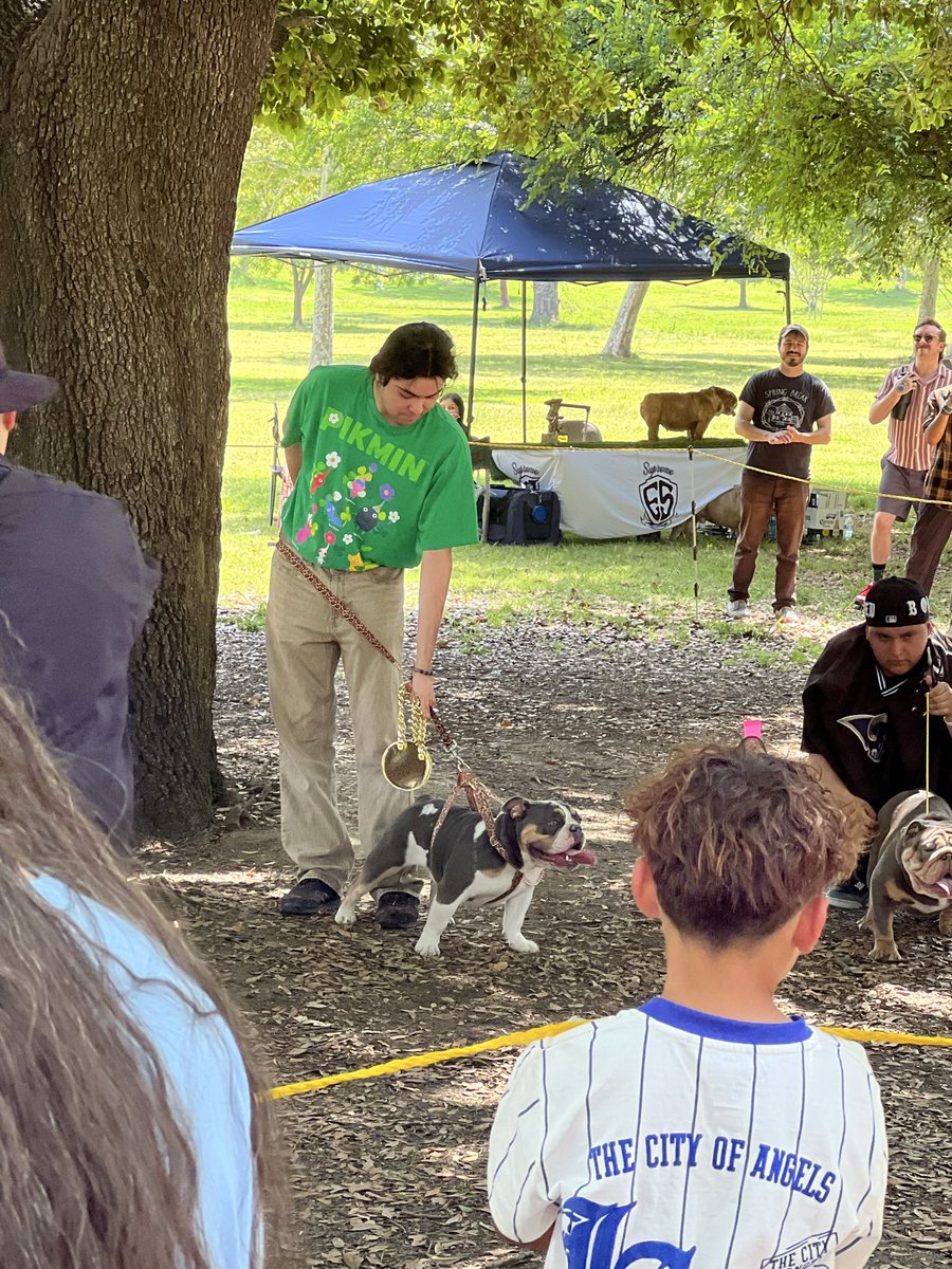 bugsbrained's tweet photo. Penny gets 3rd place in the English bulldog 9-12 category. https://t.co/BwjjQ7v5Y1