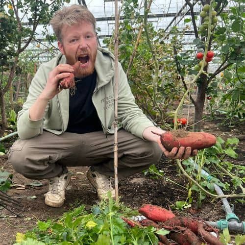 GlobalOwls's tweet image. Making sweet potato slips feels like cloning your favorite carb.

One tuber → a whole army of plants. 🧪🧡

Here’s how to make and root slips without the chaos:

#gardeningtips #gardeninginspiration #GardeningX #gardening globalowls.com/how-grow-sweet…