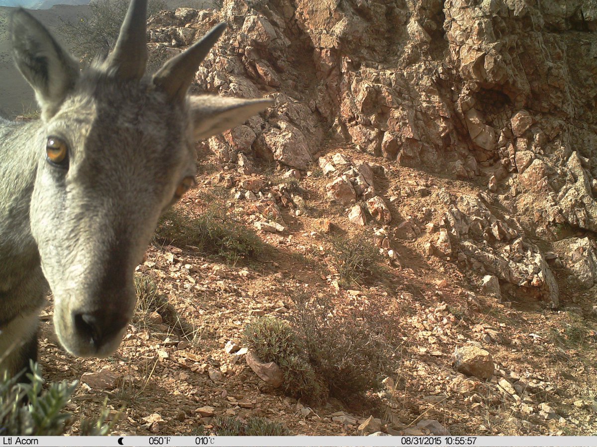 trailcam tweet media
