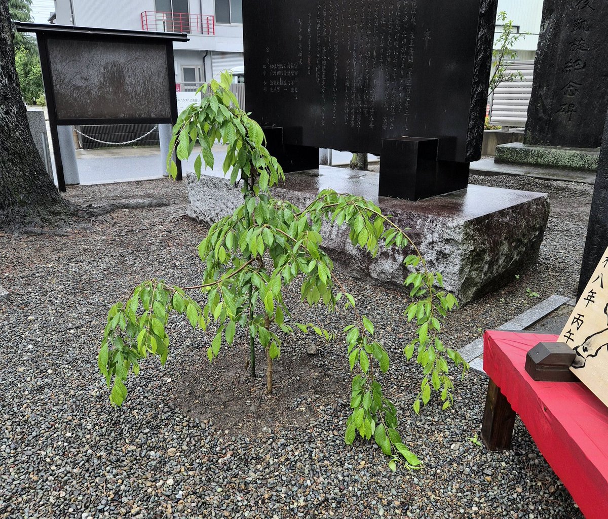 朔日詣の3社目は六本木～草加へ移動

草加神社です

月替り御朱印(前半)を拝受しました
今月は菖蒲です
後半には菖蒲の変化が楽しめます

毎月花手水を楽しみに訪れるのですが相変わらす綺麗✨
御神木の変化を見るのも楽しみです😃🎶

鳥居横の絵馬脇には馬の形になった植栽を見つけ👀📷✨