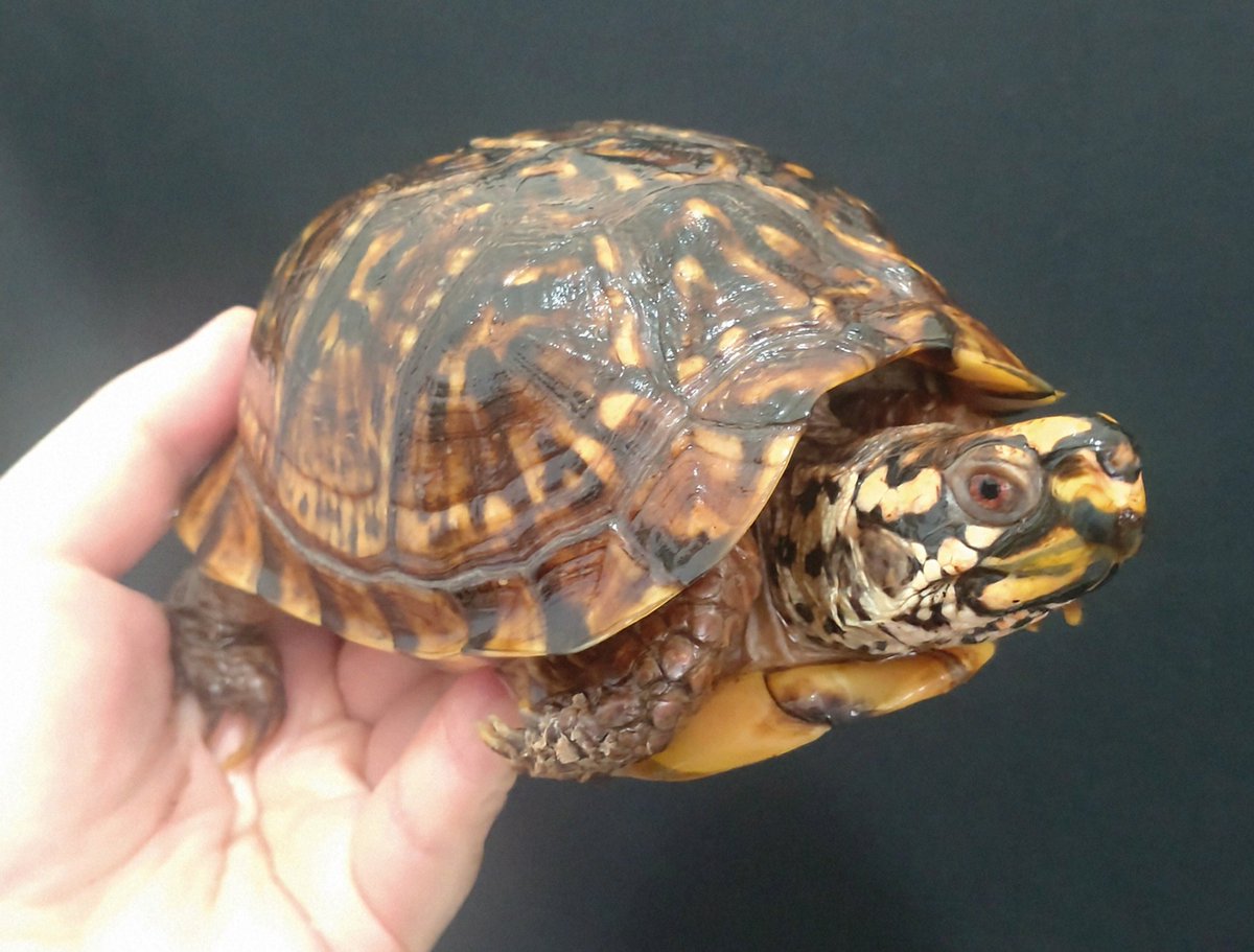 Tetuya 😺🐢🦎 tweet media