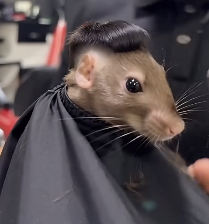 rat tweet media