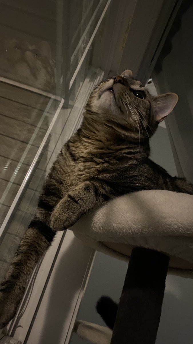 bub_bean tweet picture
