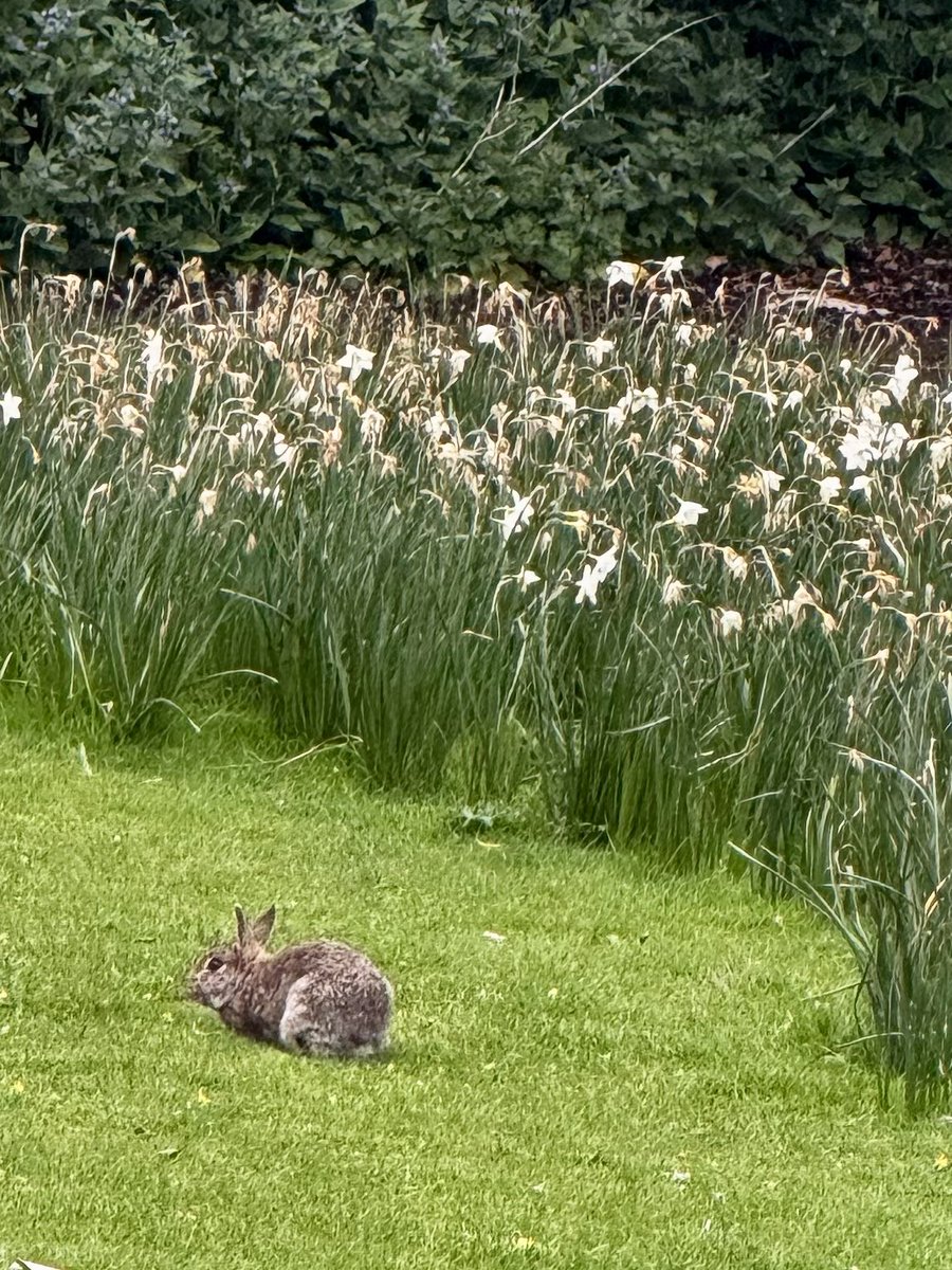 Holyrudegirl's tweet image. This evenings dog walk in Regent Road Park #Edinburgh
Bunnies galore 🐇 💕