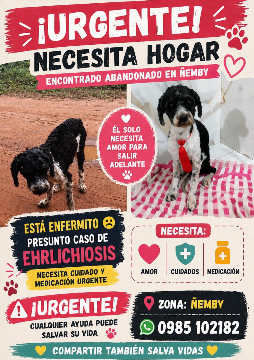 Este bello canichon buscar HT o definitivo para que no vuelva a la calle, me aviso la persona que lo rescató, pero no tiene lugar para el 😭 busquemos entre todos un hogar 🏠 🙏🙏🙏🙏