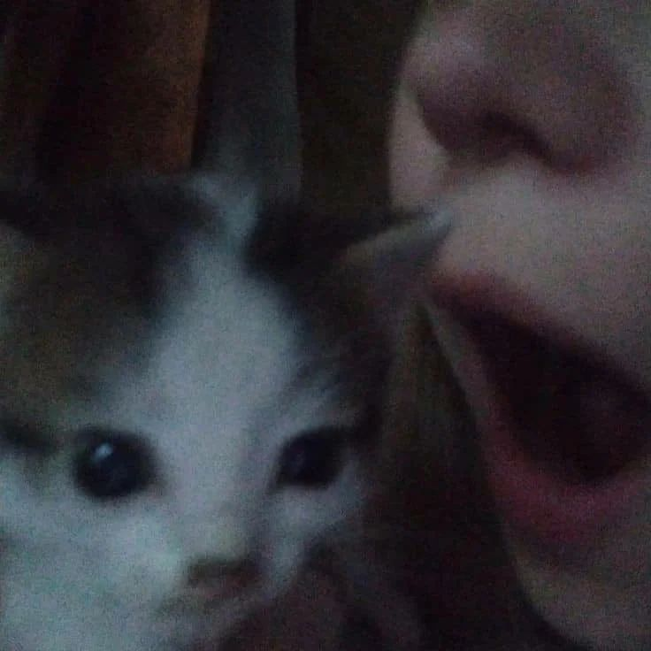 Punch Cat tweet media