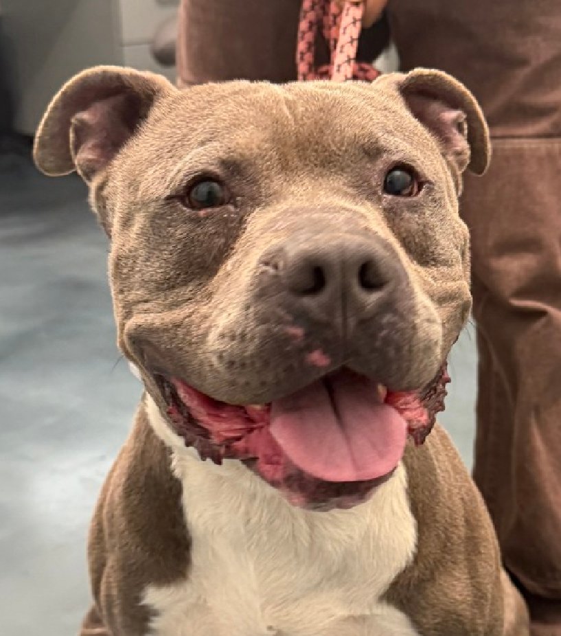 Help_CozyPaws's tweet image. 🚨#urgent
😭Last Call for our boy

give him a chance and be his livesafer
time is⏳
if you want to help,do it NOW,or he dies

Japchae 💔
#251822♂️5yr
#NYCACC #RescueOnly

 Not only u will save his life,he will also save yours
#adopt or #foster with #Rescue🙏
🏡#Pledges

Share💞🆘