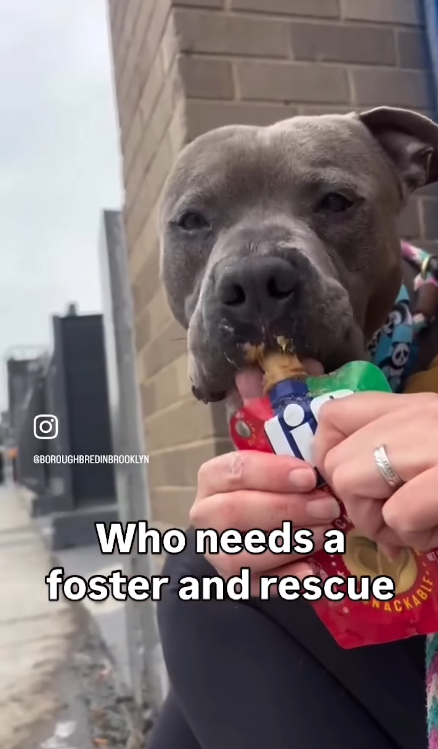 Help_CozyPaws's tweet image. 🚨#urgent
😭Last Call for our boy

give him a chance and be his livesafer
time is⏳
if you want to help,do it NOW,or he dies

Japchae 💔
#251822♂️5yr
#NYCACC #RescueOnly

 Not only u will save his life,he will also save yours
#adopt or #foster with #Rescue🙏
🏡#Pledges

Share💞🆘