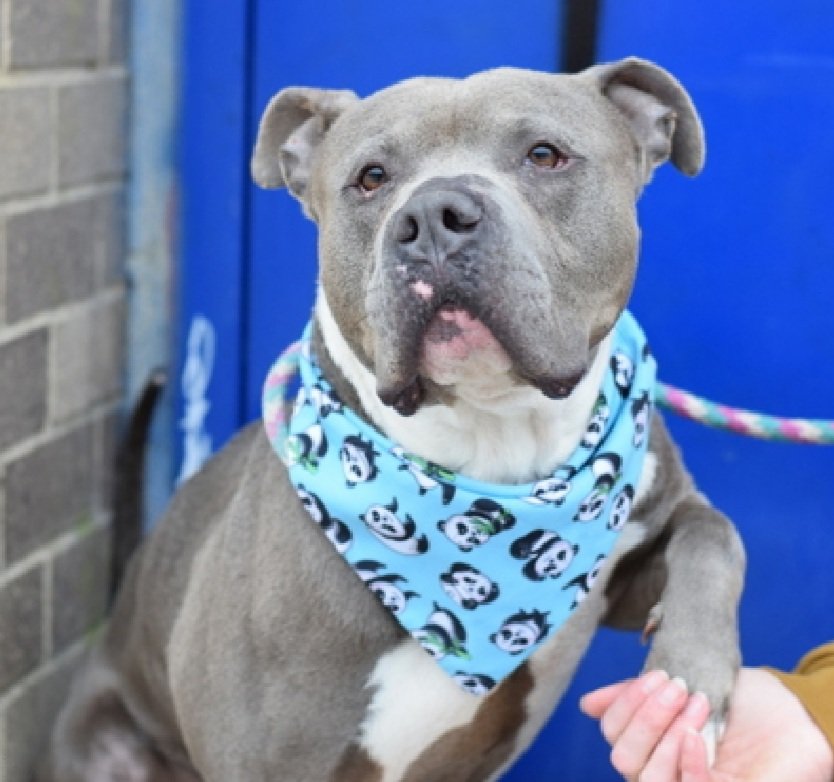 Help_CozyPaws's tweet image. 🚨#urgent
😭Last Call for our boy

give him a chance and be his livesafer
time is⏳
if you want to help,do it NOW,or he dies

Japchae 💔
#251822♂️5yr
#NYCACC #RescueOnly

 Not only u will save his life,he will also save yours
#adopt or #foster with #Rescue🙏
🏡#Pledges

Share💞🆘