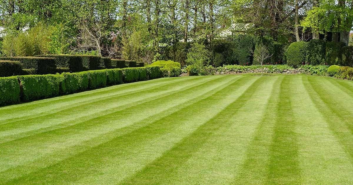 Gardeners_Path_'s tweet image. 7 Tips for a Luscious, Healthy Lawn - A well-cared for lawn with healthy grass can enhance your landscape. Discover our top tips for creating a luscious, healthy lawn, now on Gardener's Path. #lawncare #lawn #gardeningtips #gardening gardenerspath.com/how-to/lawns-a…