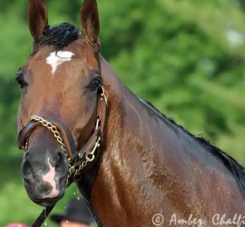 cocoeagles88's tweet image. Barbaro...Philly connection
#RIP 🐎🐎🐎