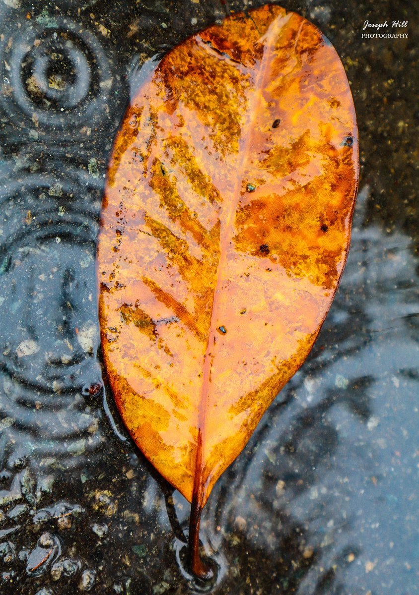 JosephHill3794's tweet image. Leaf Puddle🍂
Photo By: Joseph Hill🙂📸🍂 

#leaf #puddle #rainyday #nature #creative #beautiful #NaturePhotography #SouthernPinesNC #May