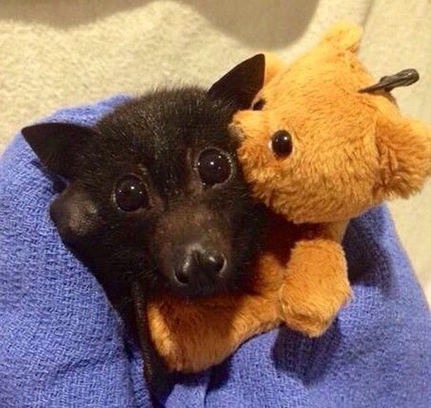 spookyxxboobs's tweet photo. wishing you a cuddly cozy baturday https://t.co/ywYLyglTCF
