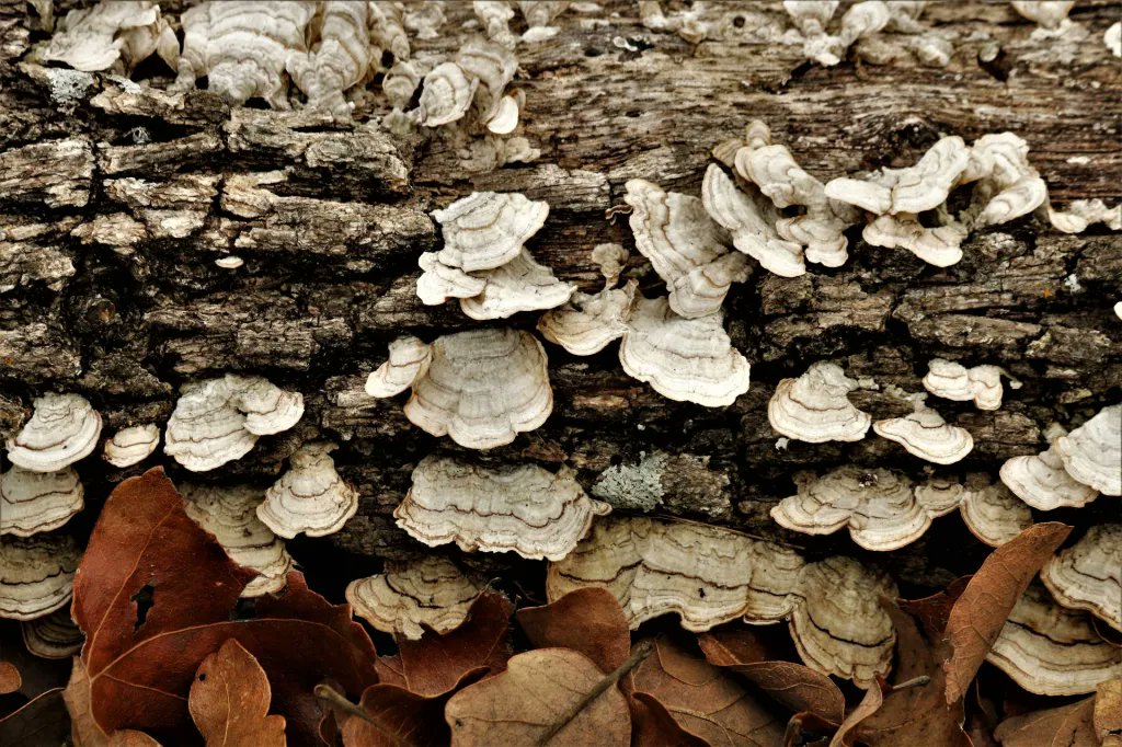 giveashitnature's tweet image. Put a log in your yard, and you've started a 10-year project that needs nothing from you.

Year 1: The log still mostly looks like a log, but underneath, fungi are getting to work. The wood gets a little softer and slightly damper. Beetles find it within weeks. 

Year 2: