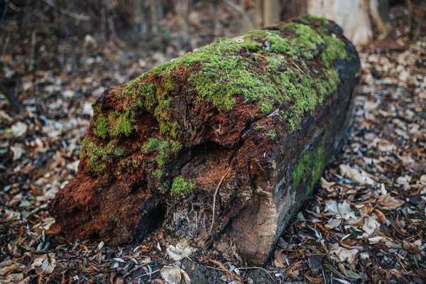 giveashitnature's tweet image. Put a log in your yard, and you've started a 10-year project that needs nothing from you.

Year 1: The log still mostly looks like a log, but underneath, fungi are getting to work. The wood gets a little softer and slightly damper. Beetles find it within weeks. 

Year 2: