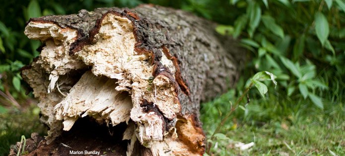 giveashitnature's tweet image. Put a log in your yard, and you've started a 10-year project that needs nothing from you.

Year 1: The log still mostly looks like a log, but underneath, fungi are getting to work. The wood gets a little softer and slightly damper. Beetles find it within weeks. 

Year 2: