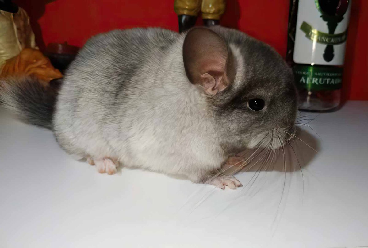 Chinchilla Every Hour (and a half) tweet media