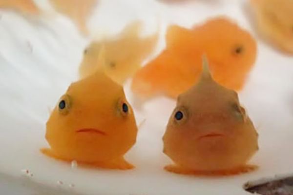fishious tweet media