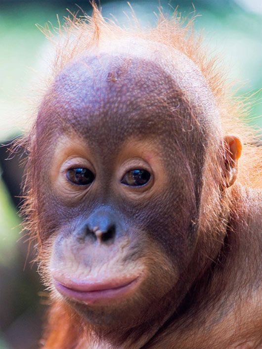 Apetimus Primate tweet media
