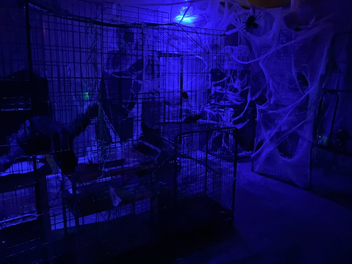 DarkCastleSC's tweet image. Take a good look now because all lights will be OFF! Venture into the indoor haunt AND zombie zone IN THE DARK! Our Halfway to Halloween celebration continues tonight from 7-10 PM. Tickets available at DarkCastleSC.com or at the door. 

#horror #hauntedhouse #halloween