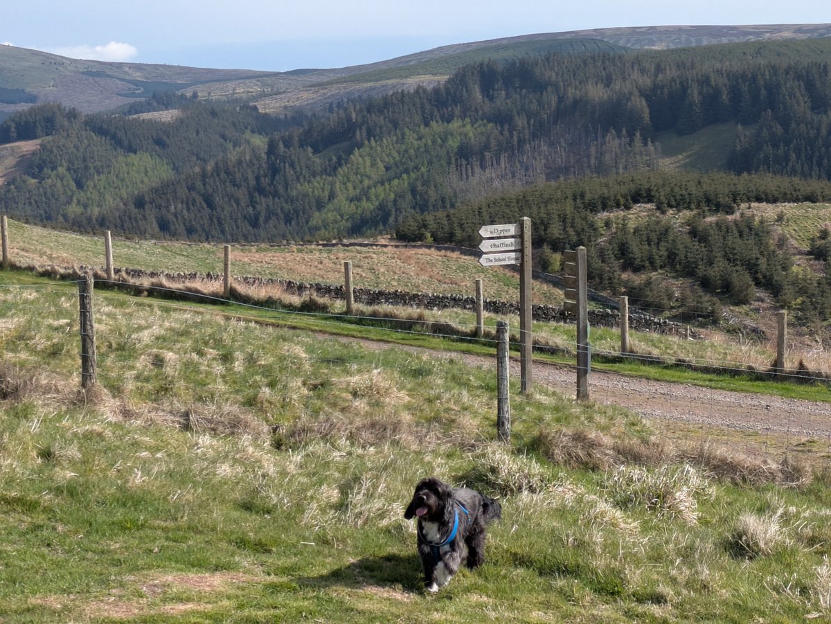 dobolina's tweet photo. At a time where things are so negative at the moment, instead I am sharing photos of my dog Bam Bam in beautiful Northumberland. https://t.co/g0e4tUBijc
