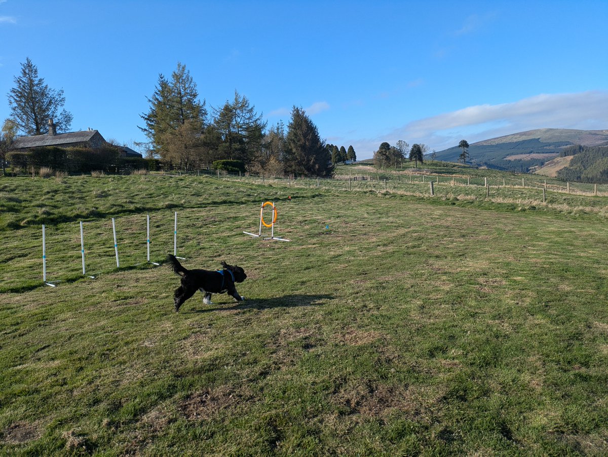 dobolina's tweet photo. At a time where things are so negative at the moment, instead I am sharing photos of my dog Bam Bam in beautiful Northumberland. https://t.co/g0e4tUBijc