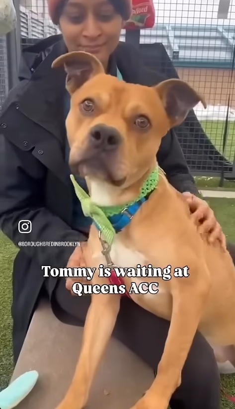 Help_CozyPaws's tweet image. 🚨#urgent
😭Last Call for our boy

give him a chance and be his livesafer
time is⏳
if you want to help,do it NOW,or he dies

Tommy 💔
#248211♂️2yr
#NYCACC #AdoptMe

 Not only u will save his life,he will also save yours
#adopt or #foster with #Rescue🙏
🏡#Pledges

Share⬇️💞
🆘