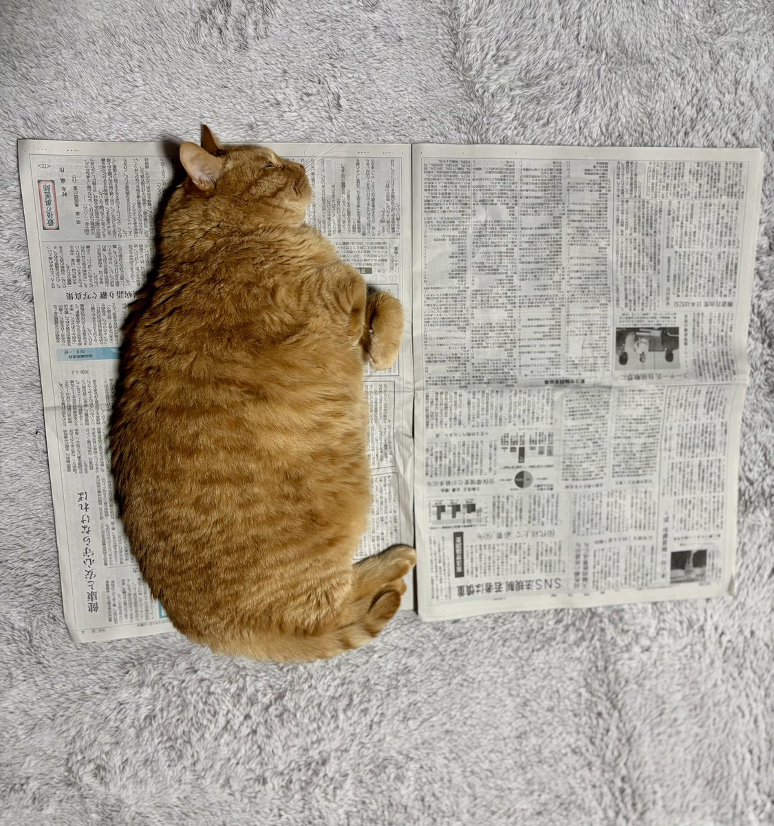 くろ×ちゃー tweet media