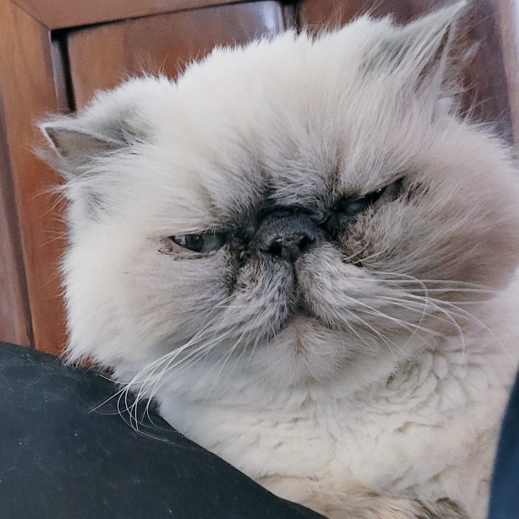 t_jh2009's tweet image. Mr Sleepyhead, aka #Shemp, briefly opened his eyes during one of his numerous #Caturday #Catnaps today. 😸 #CatsOfTwitter #CatsOfX