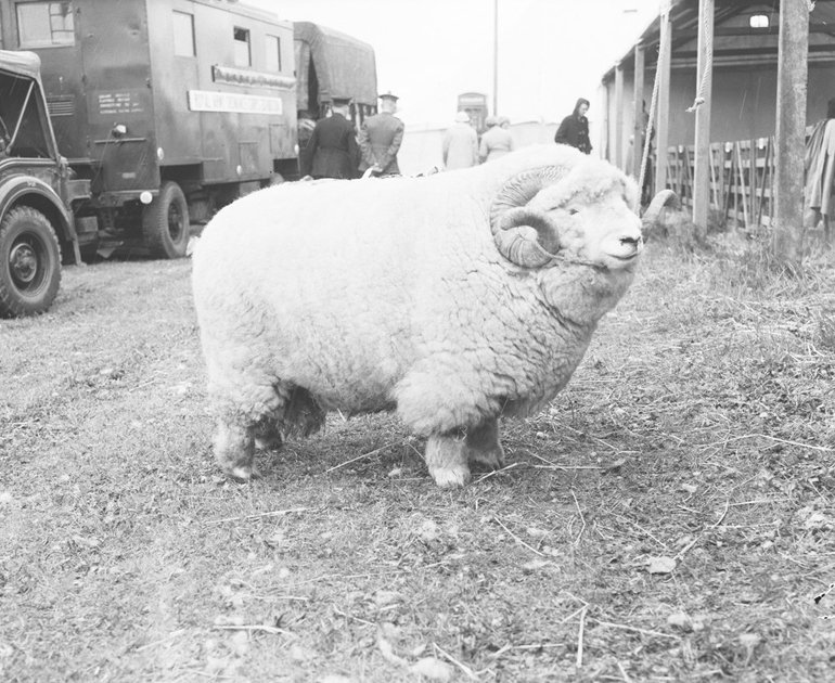 Ketamine lamb 🐑💫 tweet media
