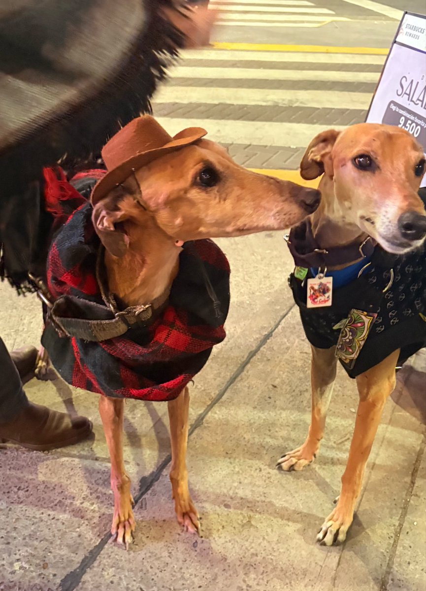 ME CRUCE A UN PERRITO CON PONCHO Y SOMBRERO no lo puedo creer
