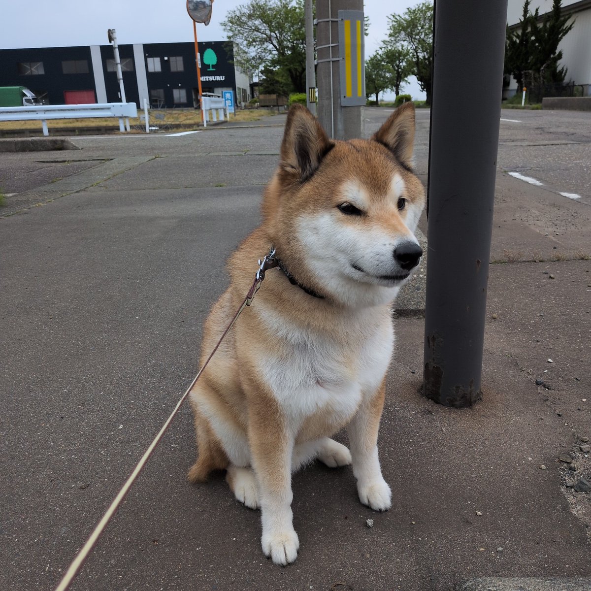 匕ロポチャ tweet media