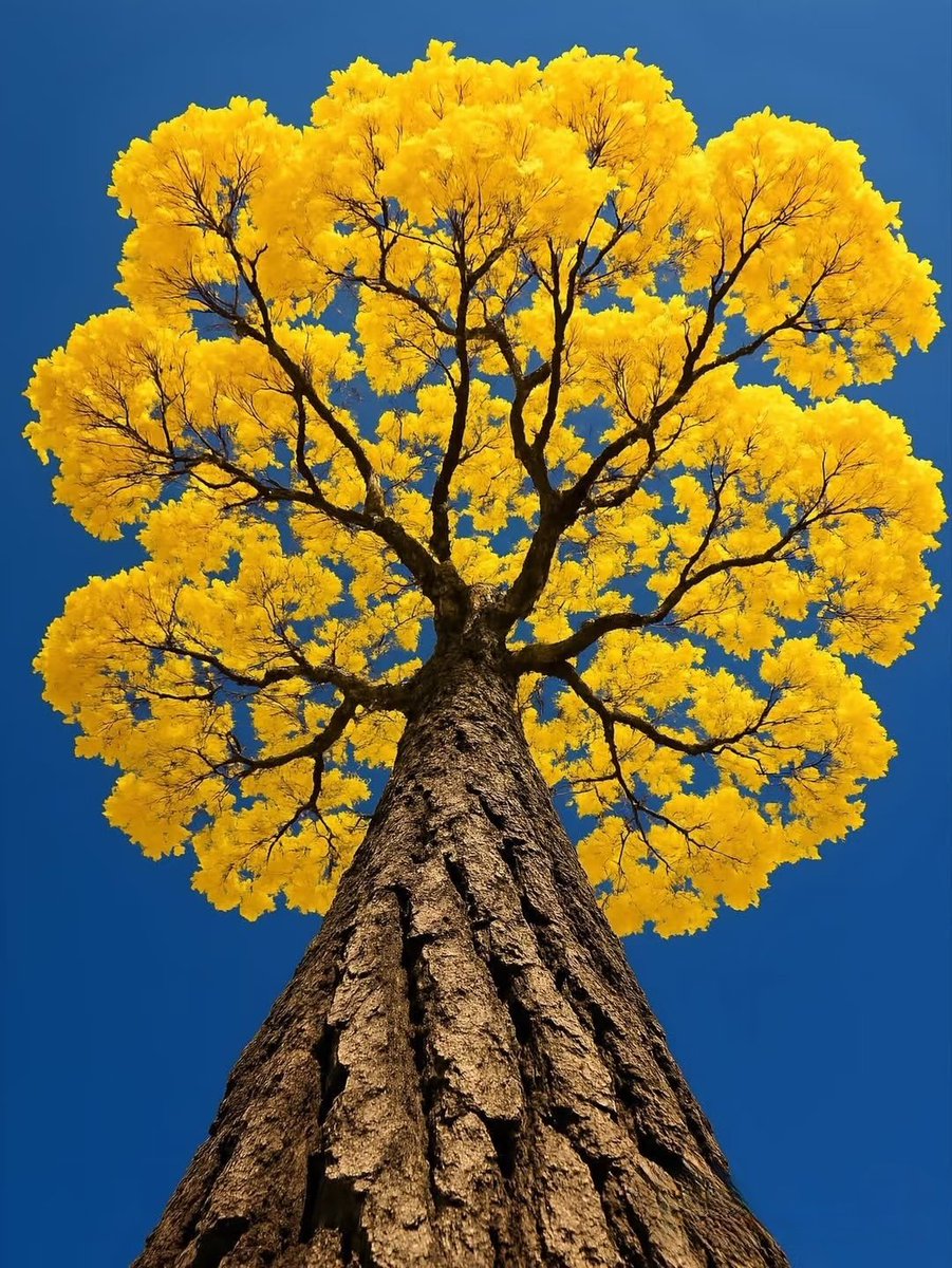 flowersworld298's tweet image. 