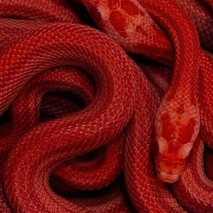mutedstag's tweet image. amazon.com/dp/B0BSHX357B?…

#books #series #serpent #femmefatale #devil #satan #angelcore #red