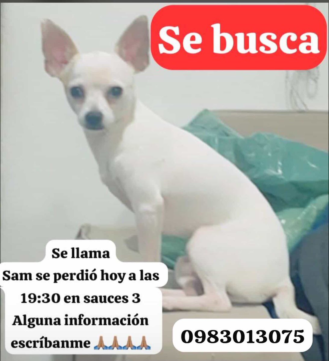 Alerta me perdi tweet media