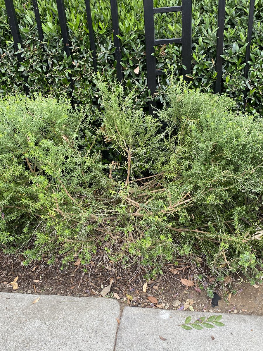 paleautumnmoon's tweet photo. @Dorvid4 may have had to go home early, but the spot in the bush she fell in opening night remains 🥳 https://t.co/4HILYNEH3S