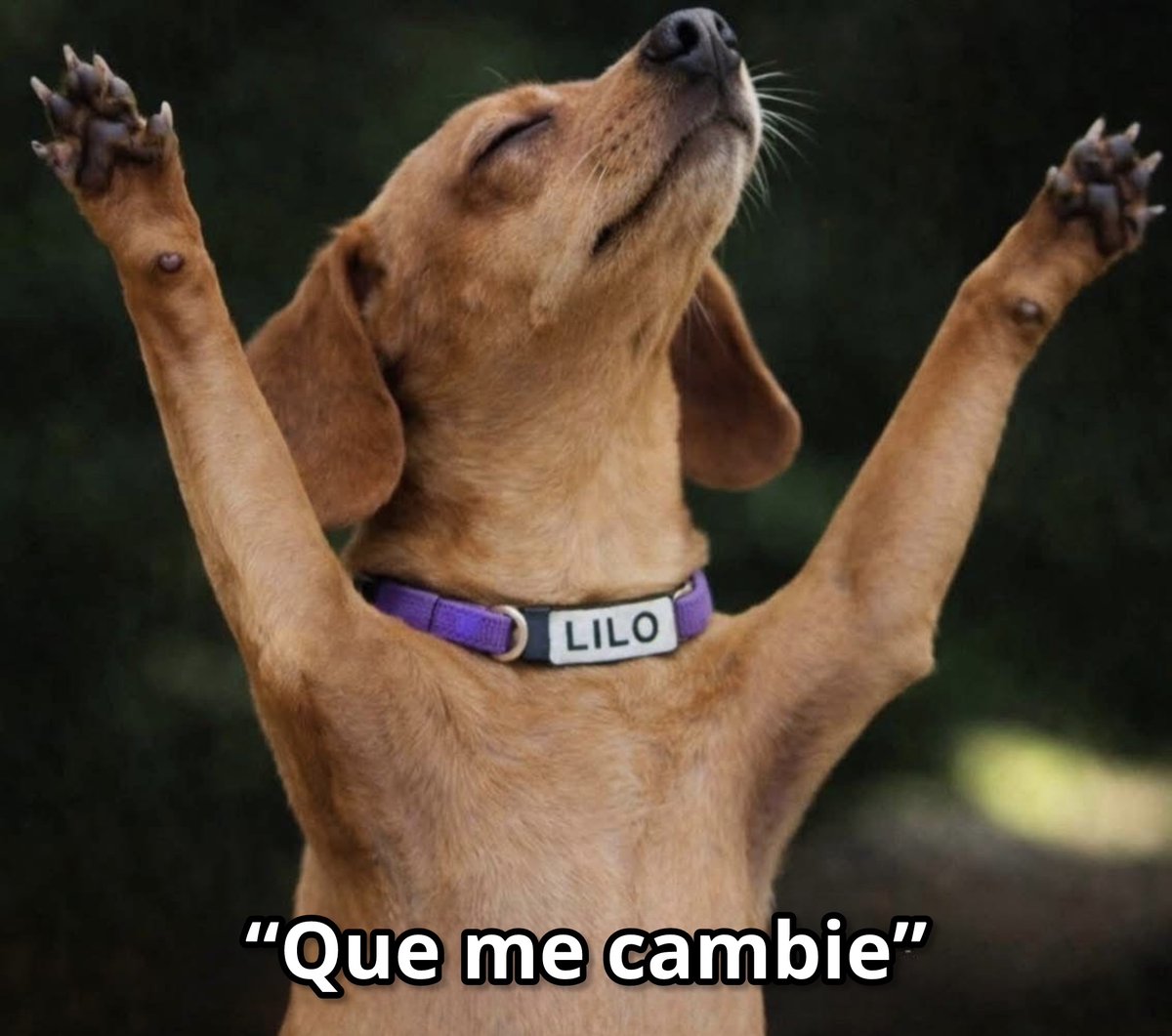 El Guarromántico tweet media