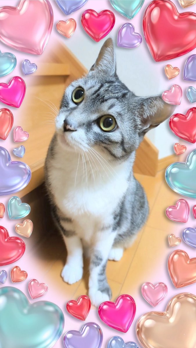 ピノちゃん🩷🌈パルムちゃん🩷🩷 tweet media