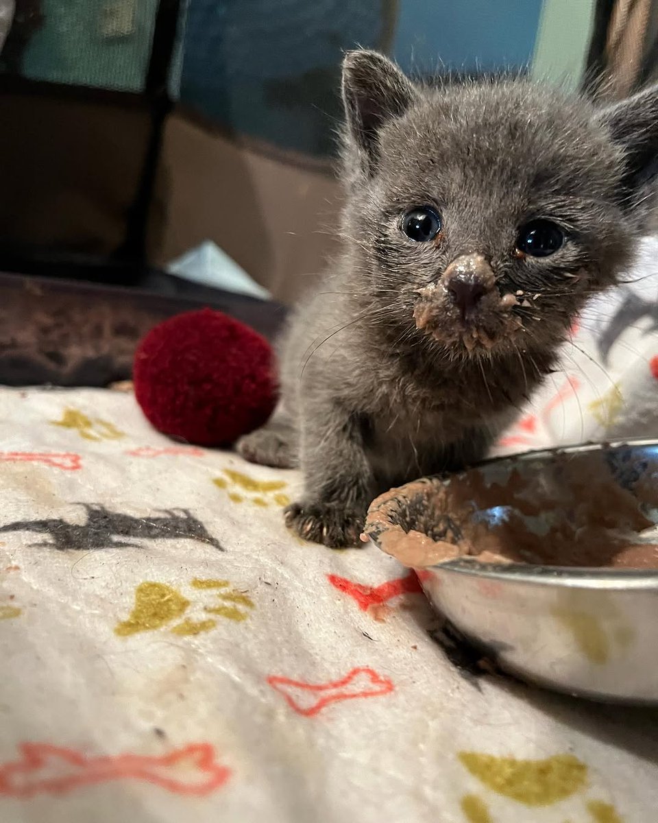 nbhzah14_hp29's tweet image. Our little one from yesterday is doing amazing with theyonkers We didn’t find the injured cat but 6 lives were saved in the process. ❤️

#adoptdontshop #cute #cutekitten #cutenessoverload #kittens_of_world #givemeallthekittens #savealife #kitten #kittens #kittenrescue