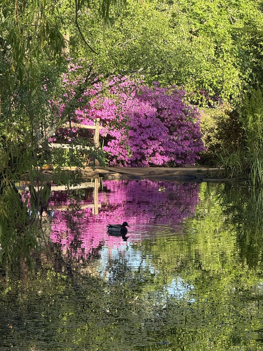 monty772011's tweet image. Early morning run 🏃‍♂️ through Richmond Park, South West London #Richmond #RoyalParks #London #Spring