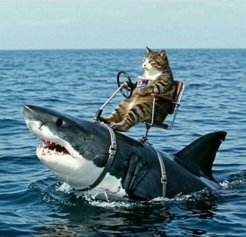 flash_man5's tweet image. Epic #Caturday