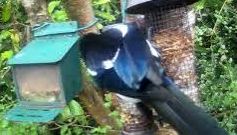 tourscotland's tweet image. Today's Tour #Scotland short 4K #Spring Saturday wildlife nature camera travel video Blog clip of the sight and sounds of beautiful, sociable, black and white #Magpie #Birds spotted eating on morning visit and trip to my #Scottish cottage garden tour-scotland-photographs.blogspot.com/2026/05/magpie…