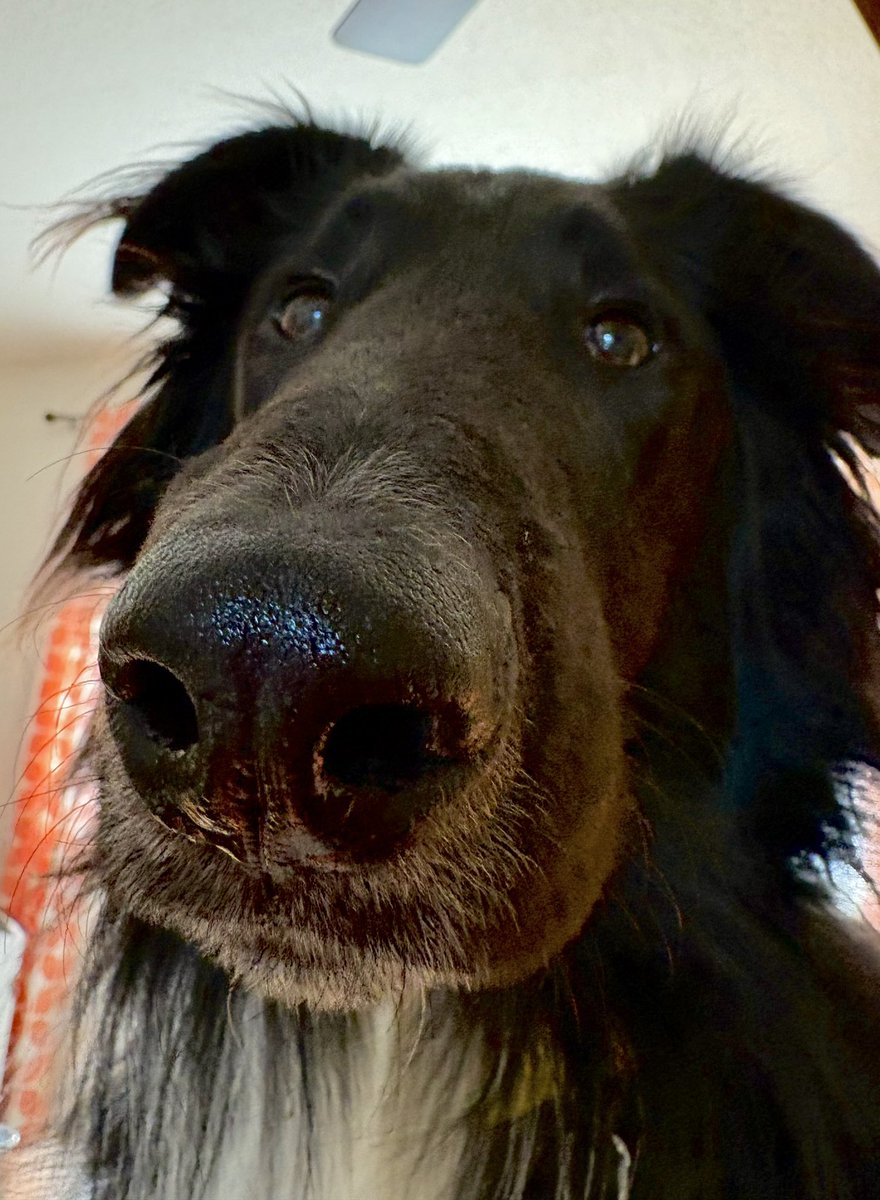 WilmaBenton19's tweet image. Can I please get a boop. 
#dogsoftwitter #dogsofx