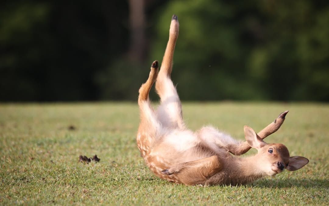 Deer in Places they Shouldn't Be tweet media
