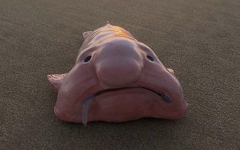 Axollotl tweet media