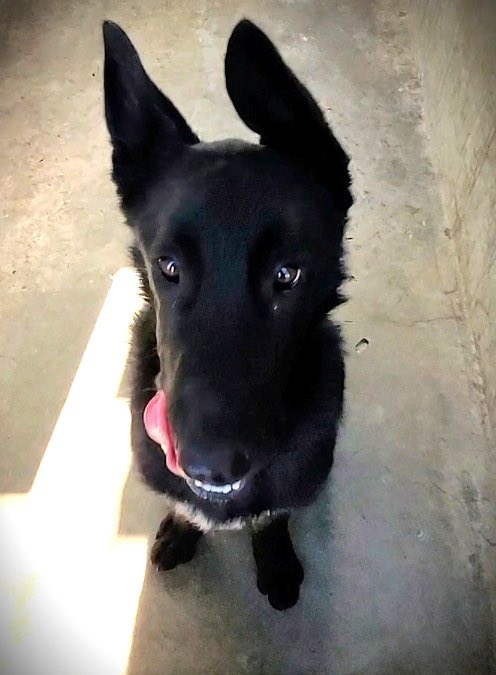 SabaMekaZeus's tweet image. 🆘 CRITICAL in #California 🐕

8 mth old MACHO looks like a Labigator, which is the best Adventure Companion you could ever hope to find!🐕

To ADOPT: 
&amp;gt;Go to SouthLA AS
&amp;gt;Ask for ID: #A2263337
&amp;gt;ADOPT MACHO🐕
&amp;gt;Drive off into the sunset 🌅 

laanimalservices.com/pet/a2263337#